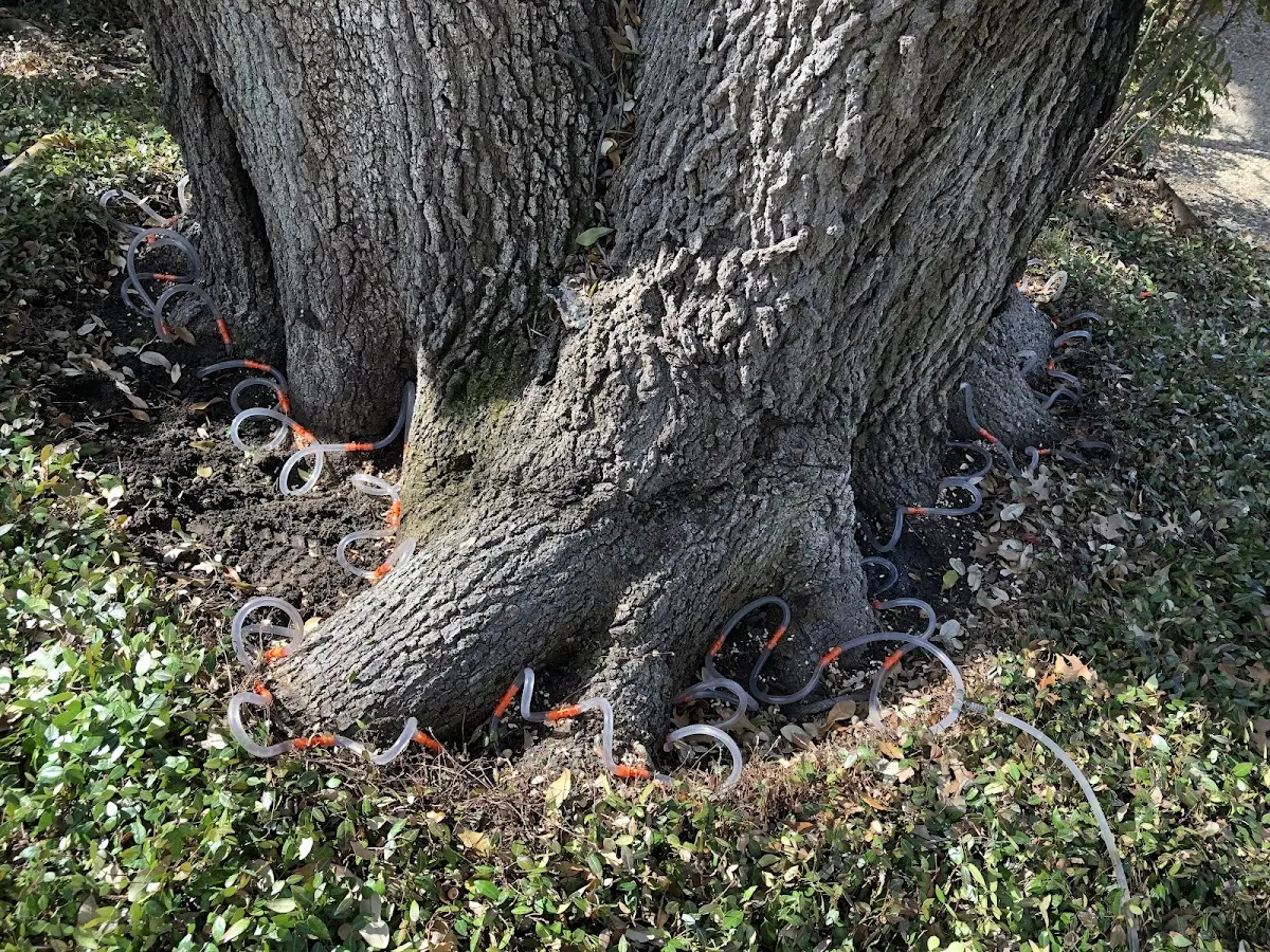 Detailed Tree Cabling and Bracing job site in East Orland