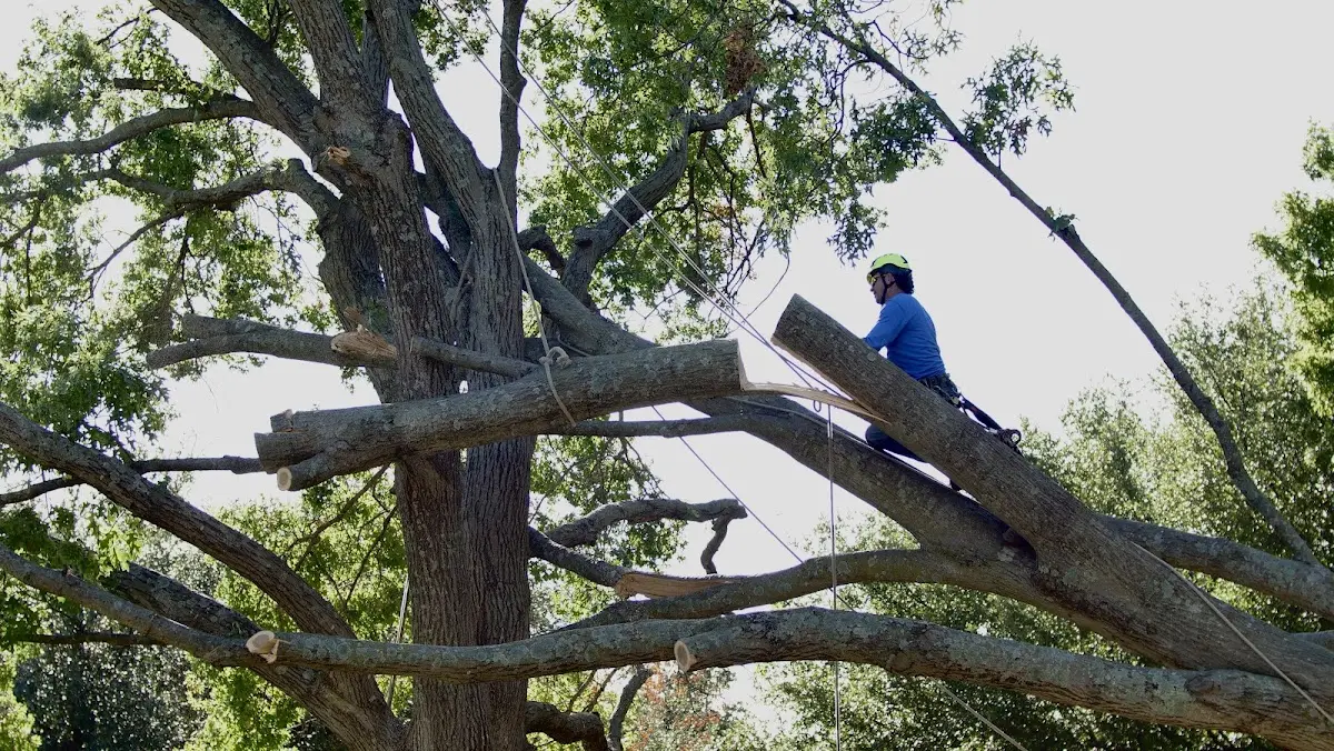 Professional Hazardous Tree Removal performed by certified arborists in East Orland