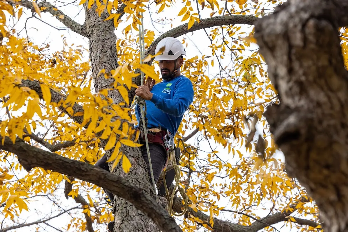 Skilled Tree Pruning crew working in East Orland