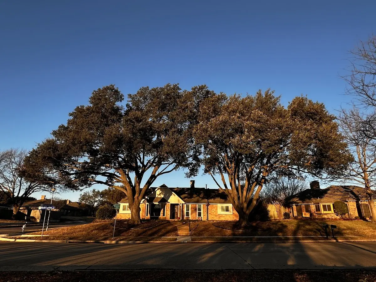Established residential canopy tree shading a home in East Orland